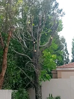 Brackenfell tree felling