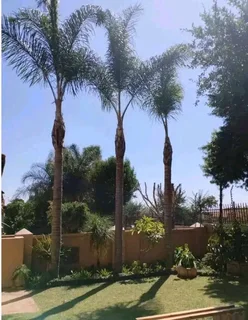 Brackenfell tree felling