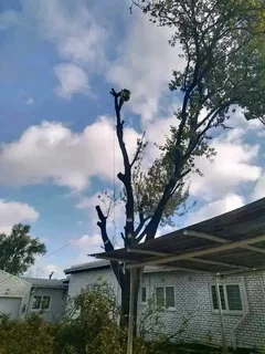 Brackenfell tree felling