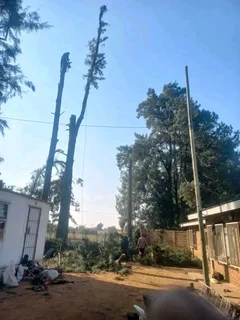 Brackenfell tree felling