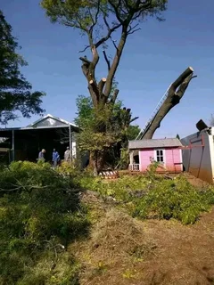 Brackenfell tree felling