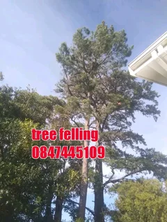 Tree felling