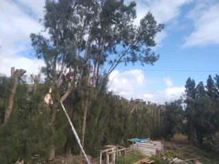 Tree felling projects