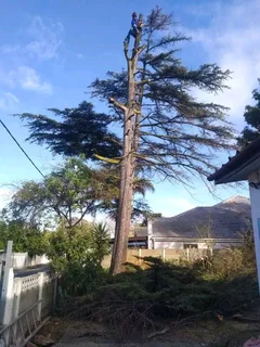 Tree felling projects