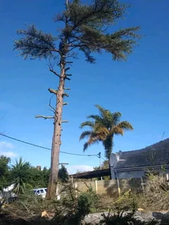 Tree felling projects