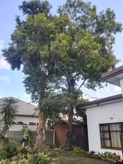 Tree felling projects