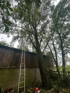 Tree felling projects