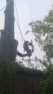 Tree felling projects