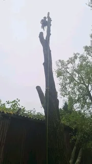 Tree felling projects