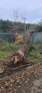 Tree felling projects