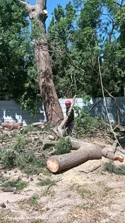 Tree fellers and trimming