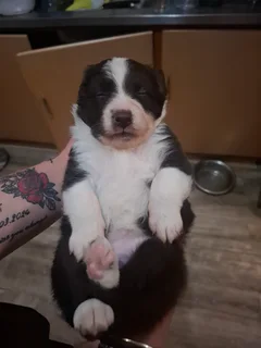 Border Collie Puppy