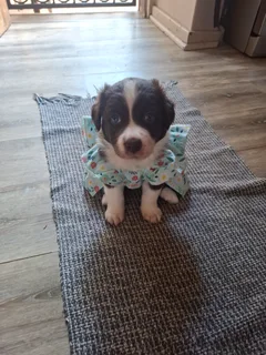 Border Collie Puppy