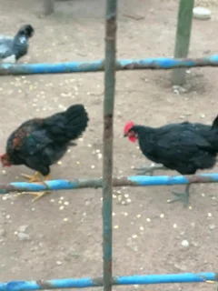 Black zulu roosters