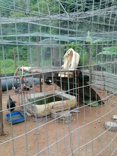 Black austrolope rooster