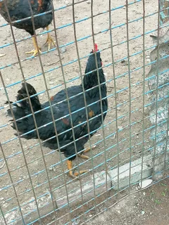 Black austrolope rooster