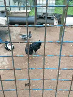 Black austrolope rooster