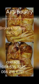 Chickens for sale
