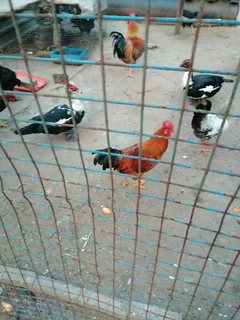 Zulu Roosters