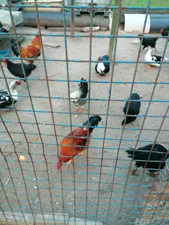 Zulu Roosters