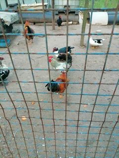 Zulu Roosters