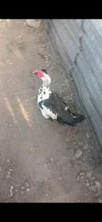 Moscovy drake for sale