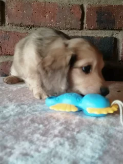 Longhair Mini Dachshund pups