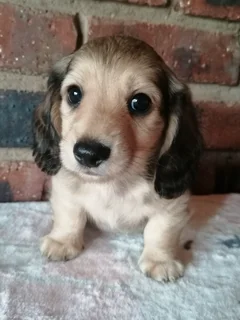 Longhair Mini Dachshund pups