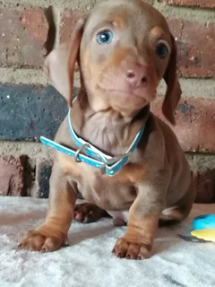 Mini Dachshund Male