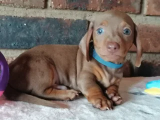 Mini Dachshund Male