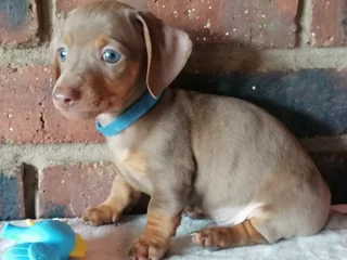 Mini Dachshund Male