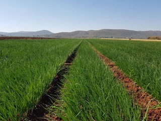 Groente Planters / Lusern Planters / Fynsaad Planters