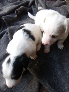 X Jack Russell puppy