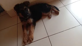 Thorough bred German Shepherd pup