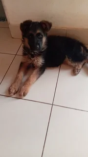Thorough bred German Shepherd pup