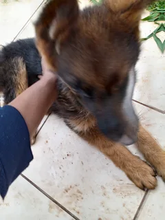 German Shepherd female pup
