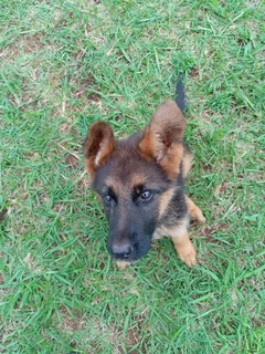 German Shepherd female pup