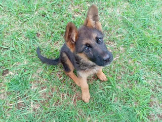 German Shepherd female pup