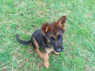 German Shepherd female pup