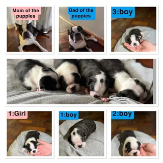 Boston Terrier puppies