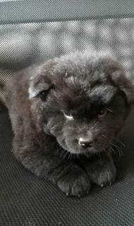 Chow Chow female puppy