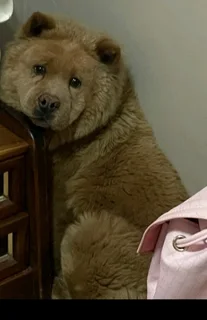 Chow Chow female puppy