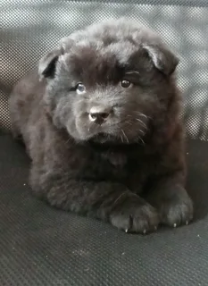 Purebred Chow Chow female puppy