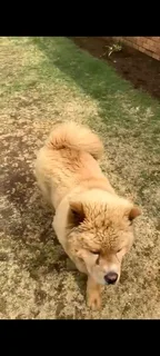 Purebred Chow Chow female puppy