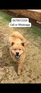 Purebred Chow Chow female puppy