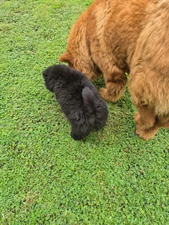 Purebred Chow Chow puppy