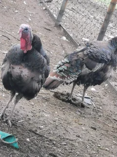 Male turkeys