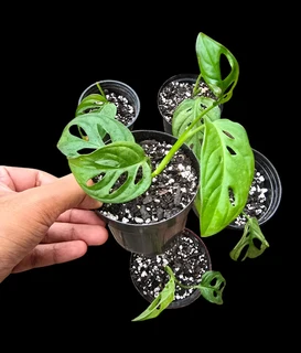 Monstera Adansonii (Small)