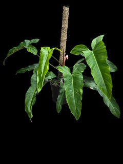 Philodendron Mexicanum