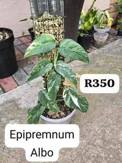 Epipremnum Albo